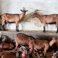 La Chèvre d'Autan - 1