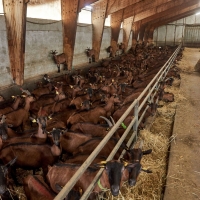 La Chèvre d'Autan - 2