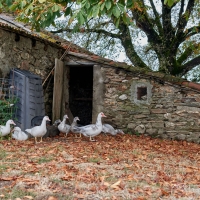 EARL de Rougeaires - 2