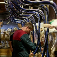 EARL de la Calmette - 1