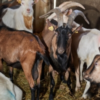 GAEC des Collines - 3