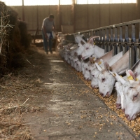 GAEC Camp de la Barraque - 4