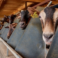 GAEC des Blancs de Quercy - 4