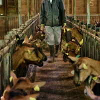 La Ferme de Valeyres - 4