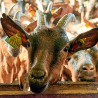 GAEC de l'Amalthée - 4