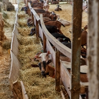 GAEC des Blancs de Quercy - 5