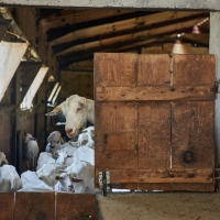 GAEC Honnoré-Quenton - 3