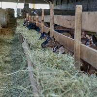 GAEC des Blancs de Quercy - 6