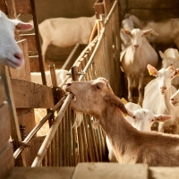 GAEC Camp de la Barraque - 8