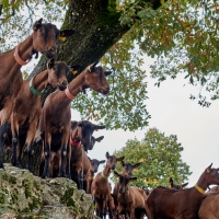 EARL de Rougeaires - 8