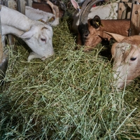 GAEC des Collines - 8