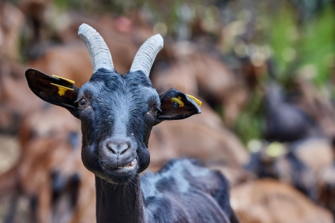 Fromagerie Ségalafrom - Nos producteurs - Chèvres pré